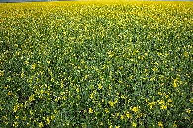 《FIFA 23》职业俱乐部演示预告公布 10月1日正式发售